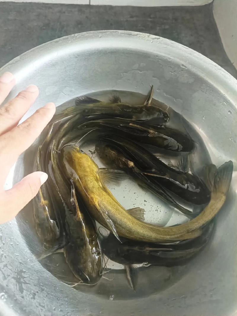 資深釣手十日精心備貨，野生黃辣丁如何游上市民餐桌？